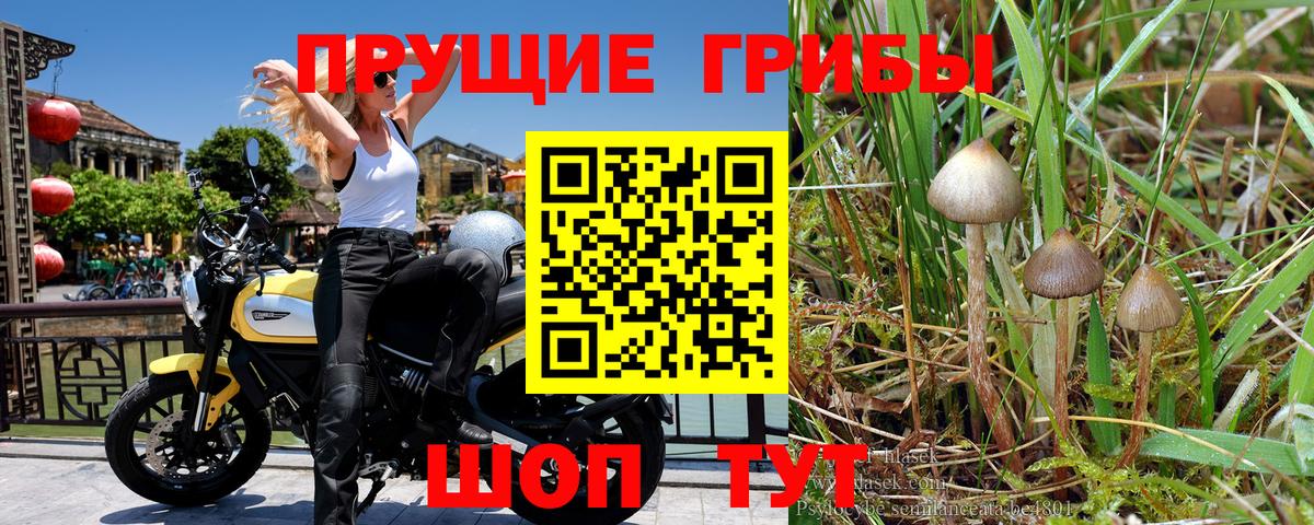 Псилоцибиновые грибы Psilocybe Томск